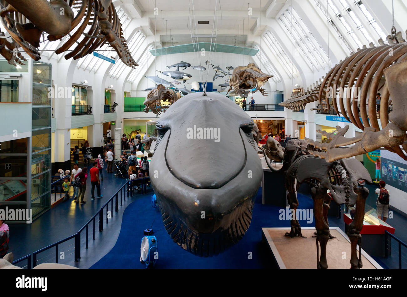 London, Regno Unito - 28 Luglio 2016 - i grandi mammiferi Hall presso il Museo di Storia Naturale Foto Stock