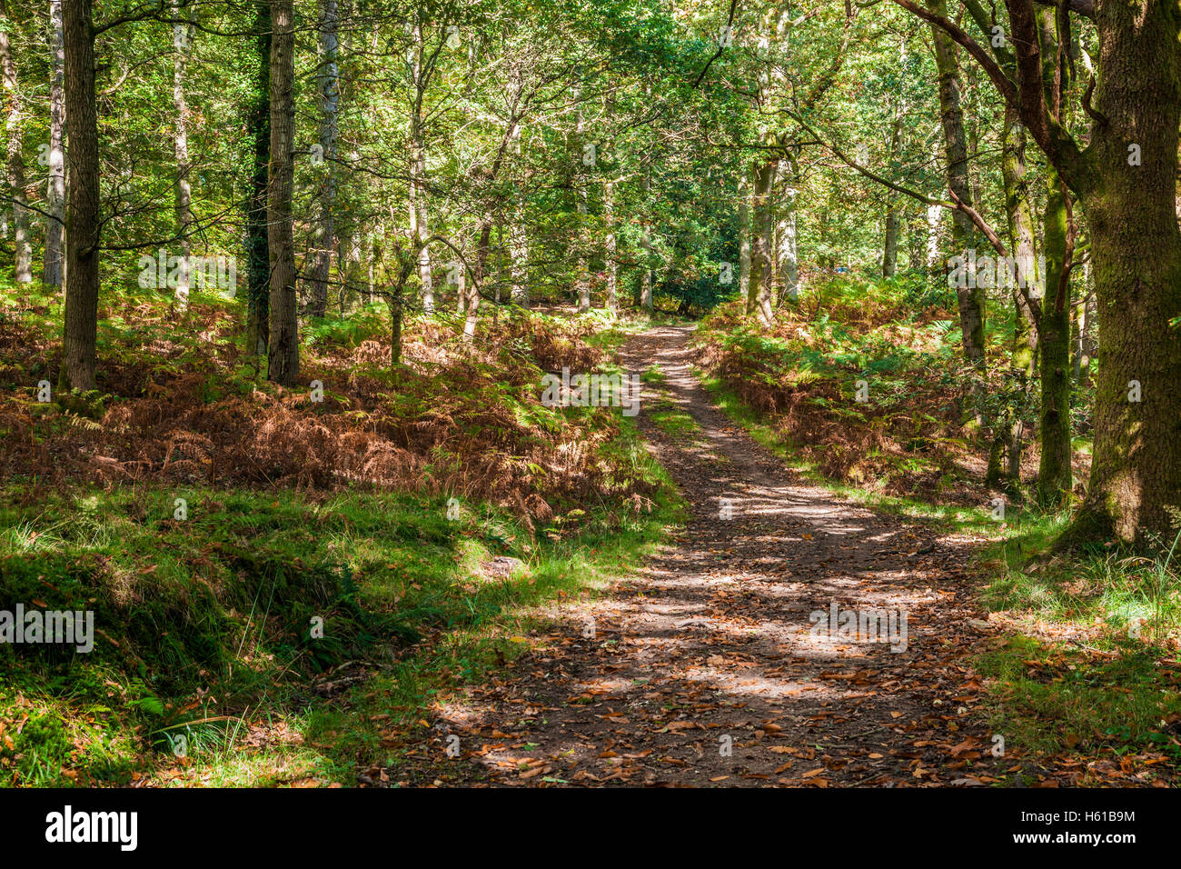 Percorso del bosco attraverso la Foresta di Dean, nel Gloucestershire. Foto Stock
