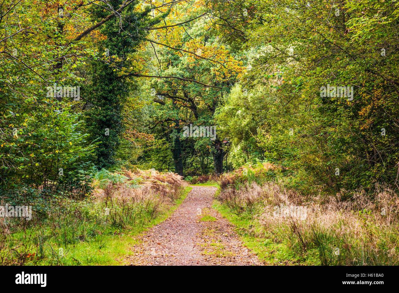 Percorso del bosco attraverso la Foresta di Dean, nel Gloucestershire. Foto Stock