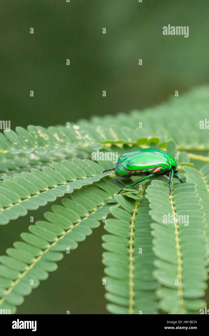 Dindigul, India - 22 Ottobre 2013: Vista dettagliata del gioiello indiano scarabeo o Ponvandu. L'insetto, con il suo brillante manto verde, siede su g Foto Stock