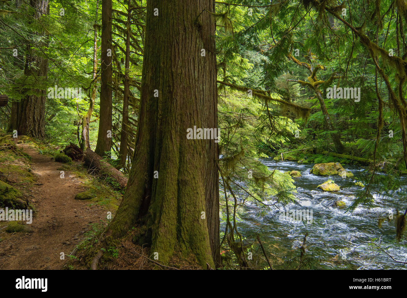 McKenzie River National Recreation Trail; Willamette National Forest, Cascade Mountains, Oregon. Foto Stock