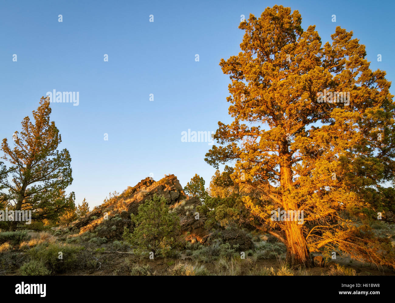 Western alberi di ginepro e formazione di roccia su antica colata lavica; Oregon Badlands deserto, central Oregon. Foto Stock