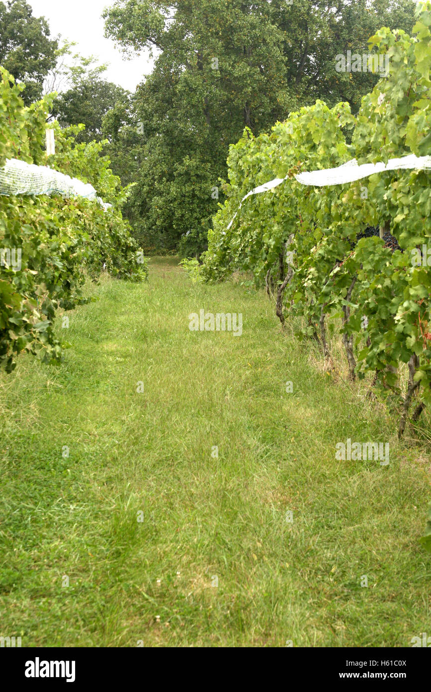 Filari di viti nel vigneto Foto Stock