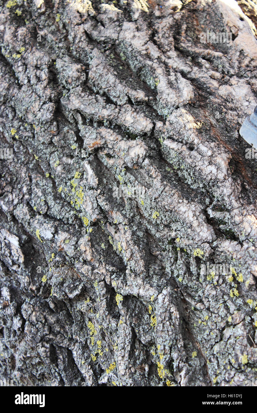 Immagine dettagliata della texture della corteccia di albero di un vecchio albero appassito Foto Stock