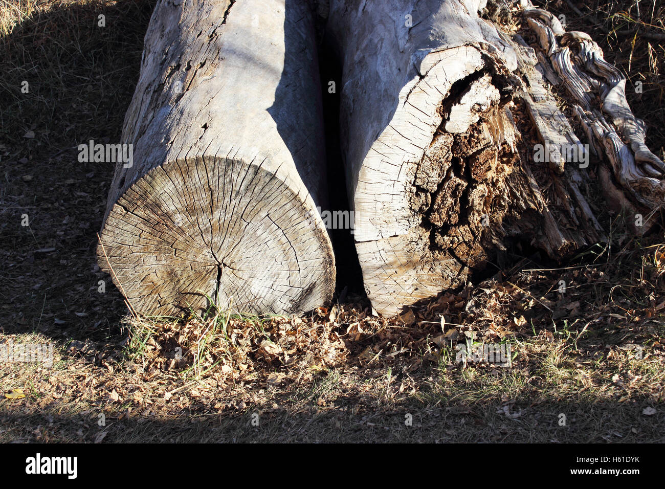 Gli alberi morti texture posa al sole sulla massa di caduta Foto Stock