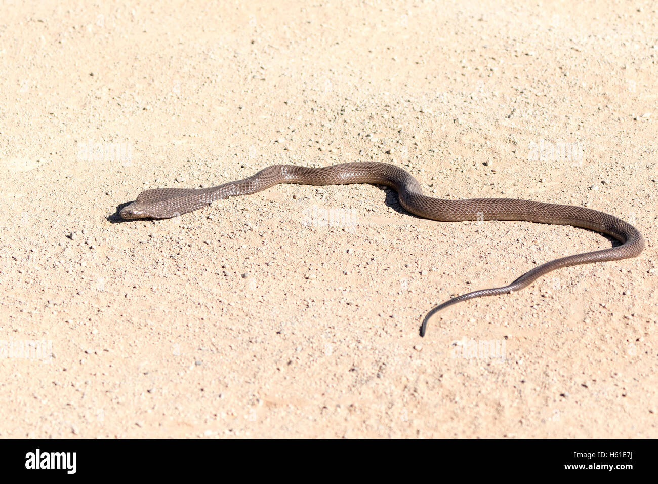 Cobra del capo su strada nel deserto del Namib, Sossusvlei, Namibia Foto Stock