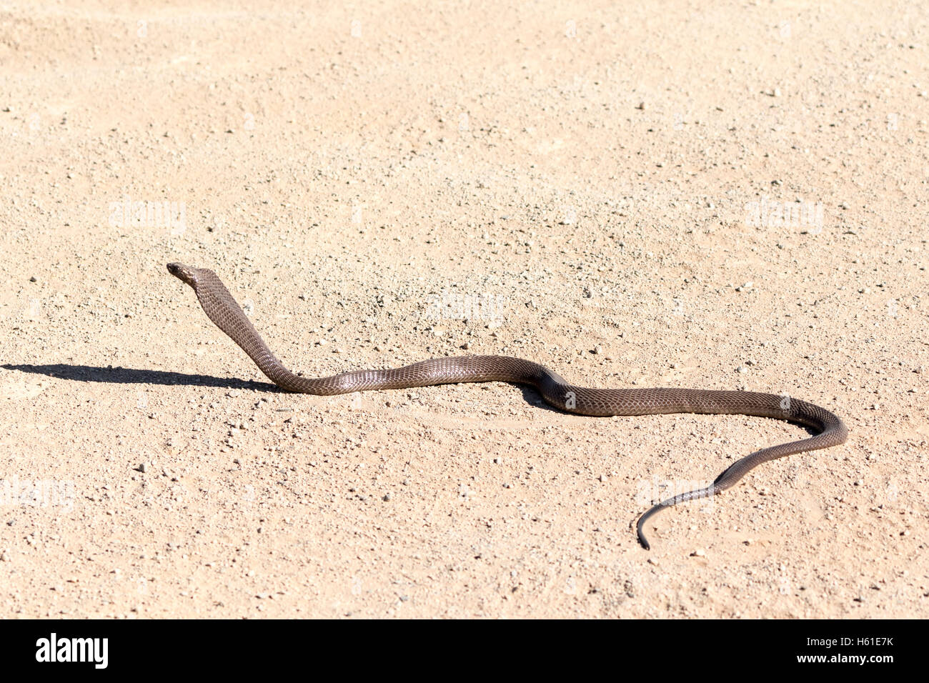 Cobra del capo su strada nel deserto del Namib, Sossusvlei, Namibia Foto Stock