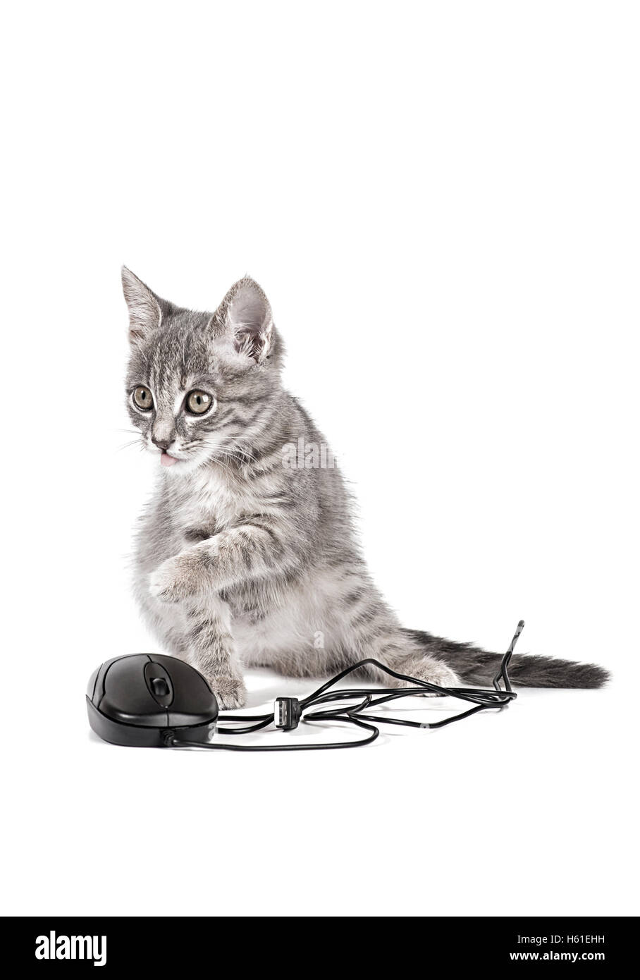 Gattino gioca con il mouse del computer isolati su sfondo bianco Foto Stock