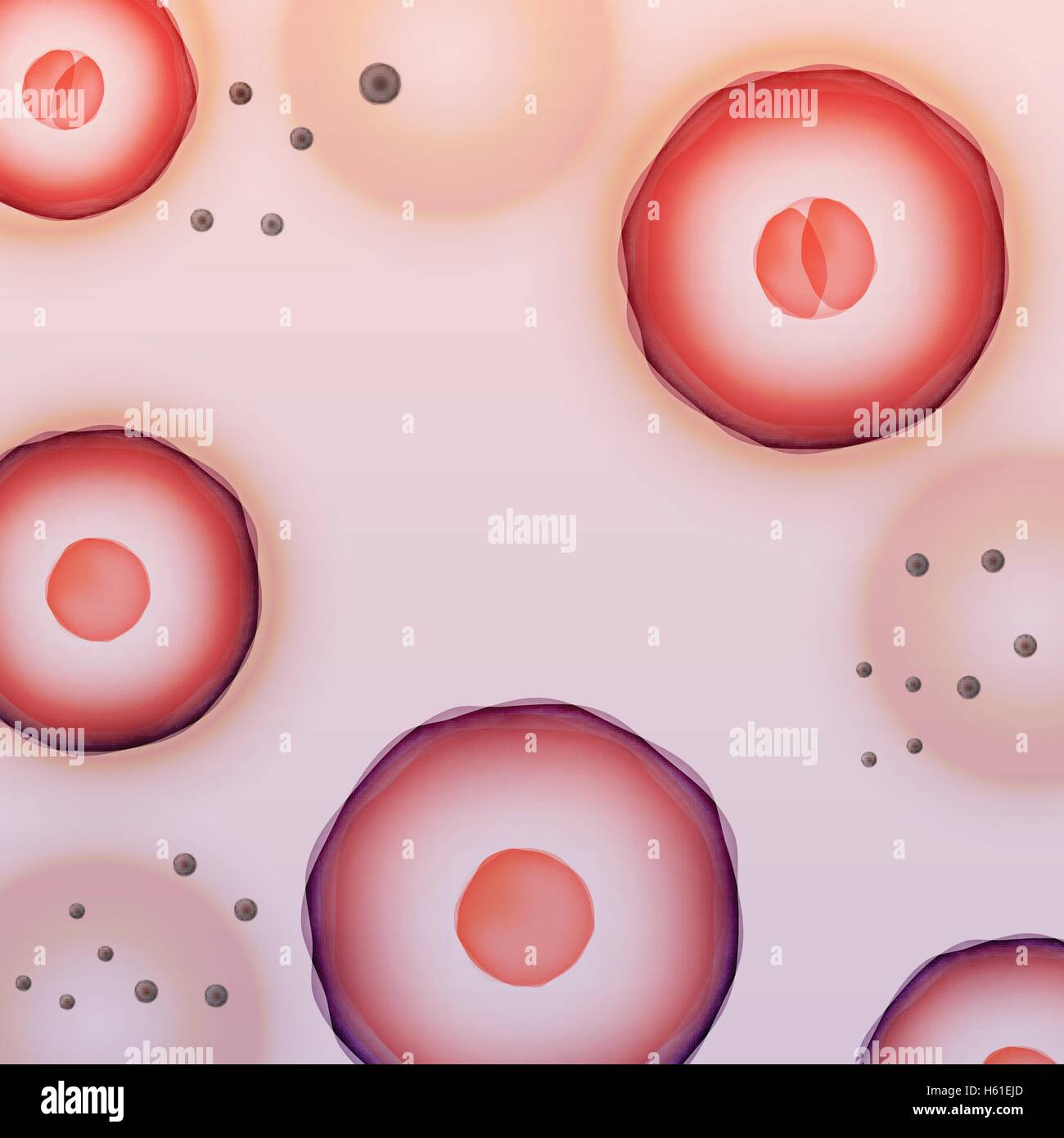 La scienza di sfondo, due-cellula embrionale - Illustrazione Vettoriale Illustrazione Vettoriale