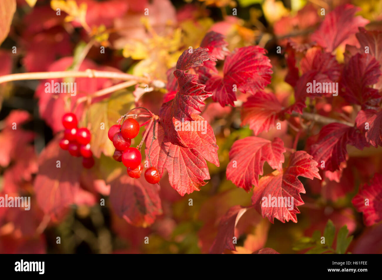 Autunno rossi, foglie e bacche bokeh di fondo Foto Stock