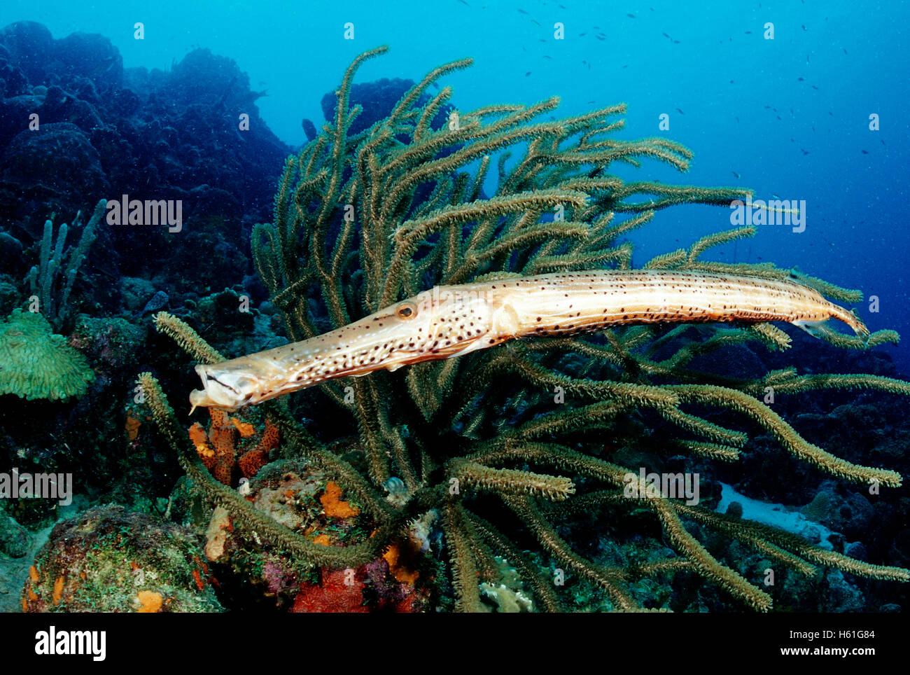 Trumpetfish (Aulostomus maculatus), il Belize, dei Caraibi e America centrale Foto Stock