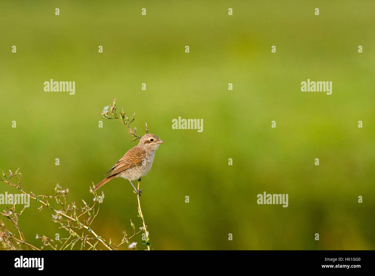 I capretti Red-backed Shrike (Lanius collurio), Apetlon, Burgenland, Austria, Europa Foto Stock