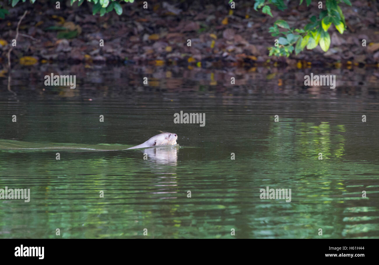 Lontra gigante nuoto nella lanca Foto Stock