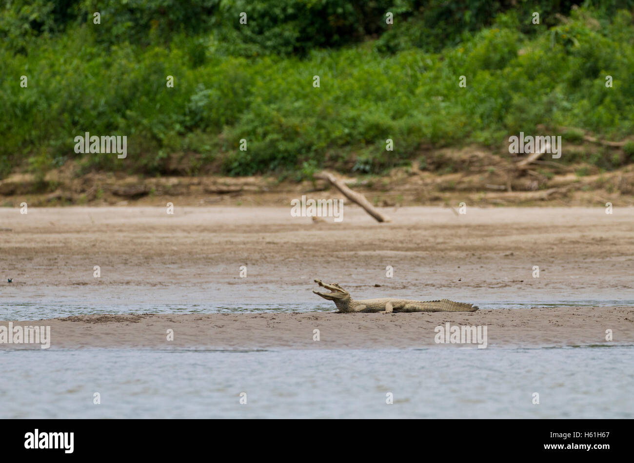 Bianco (spectacled) caimano sulla spiaggia Foto Stock