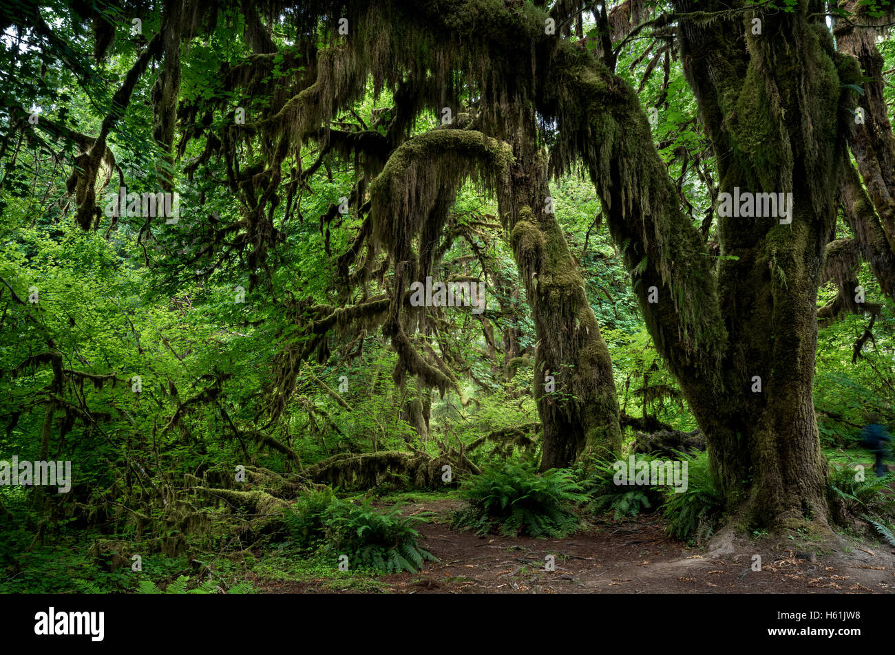 Foresta Pluviale Hoh Di Washington Olympic National Park Immagini E foresta-pluviale-hoh-di-washington-olympic-national-park-immagini-e