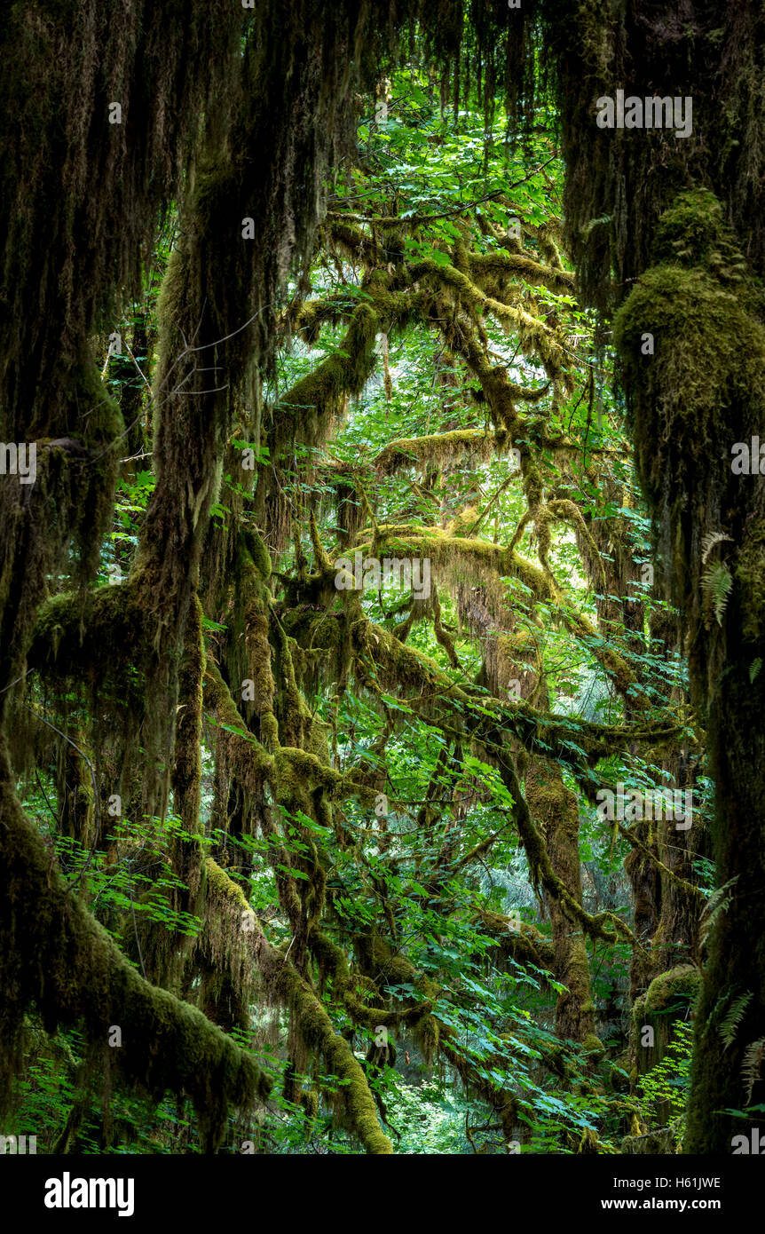 Il parco nazionale di Olympic stato di Washington Stati Uniti d'America Foto Stock