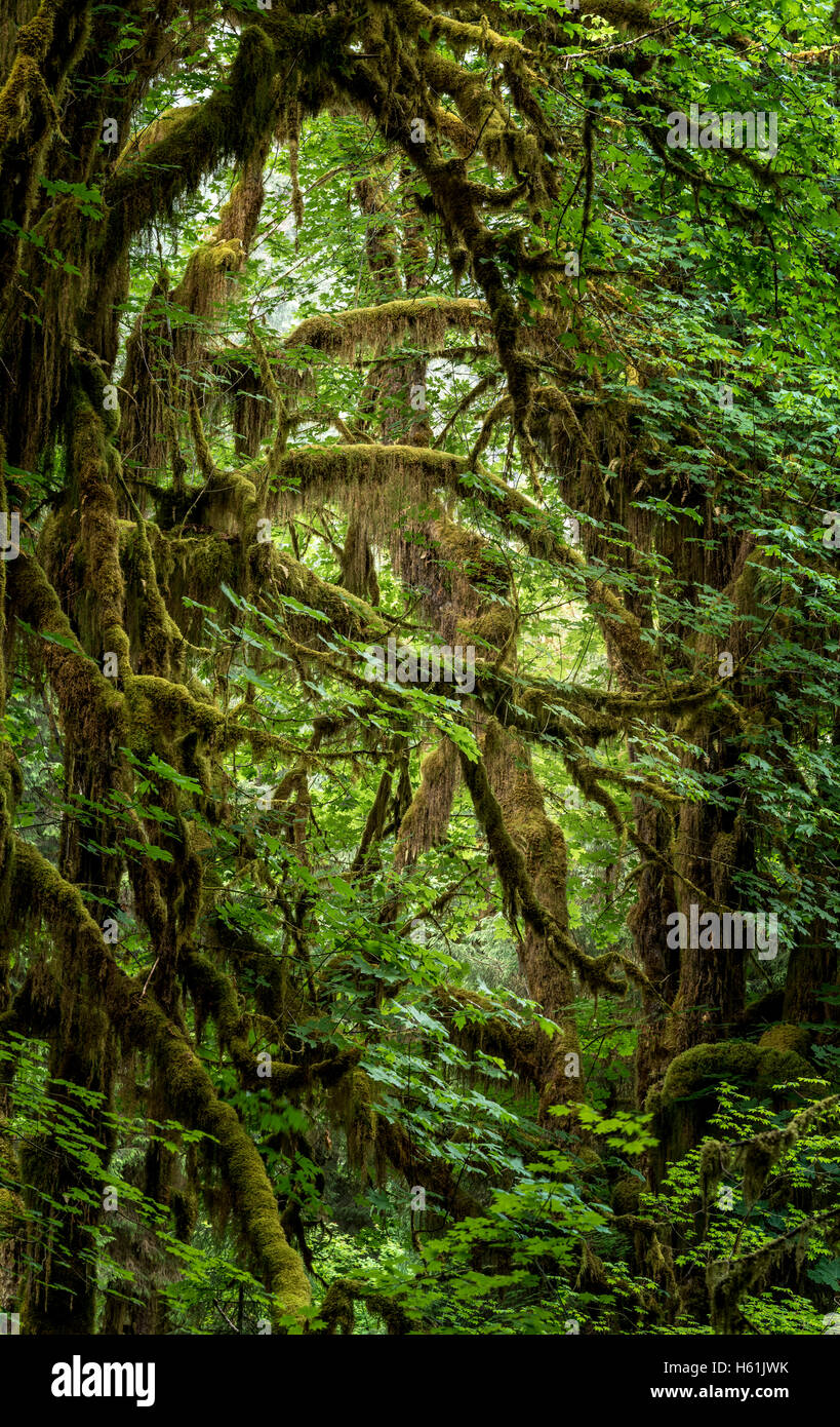 Il parco nazionale di Olympic stato di Washington Stati Uniti d'America Foto Stock