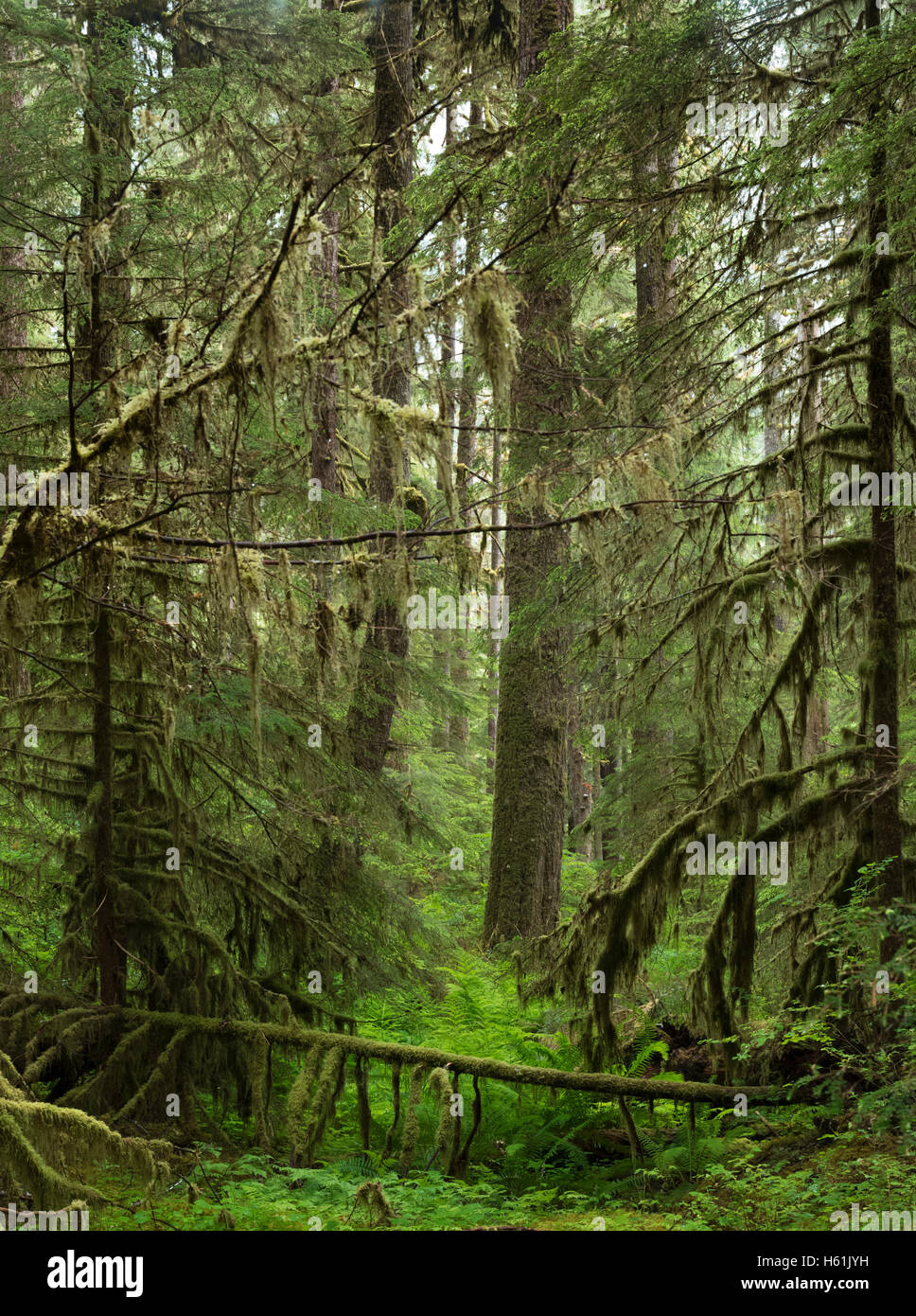 Il parco nazionale di Olympic SOL DUC VALLE Penisola Olimpica WASHINGTON STATI UNITI D'AMERICA Foto Stock