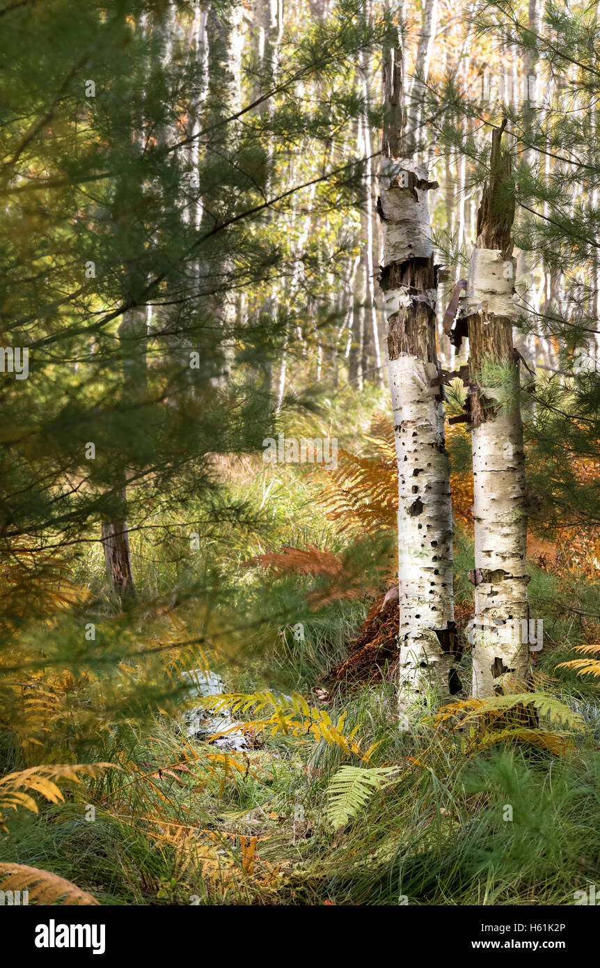 SIEUR DE MONTS ACADIA NATIONAL PARK MOUNT DESERT ISLAND MAINE USA Foto Stock