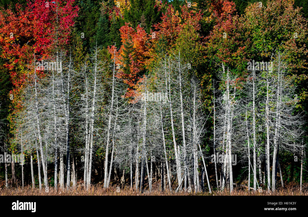 Caduta delle Foglie SEAL COVE MOUNT DESERT ISLAND MAINE USA Foto Stock