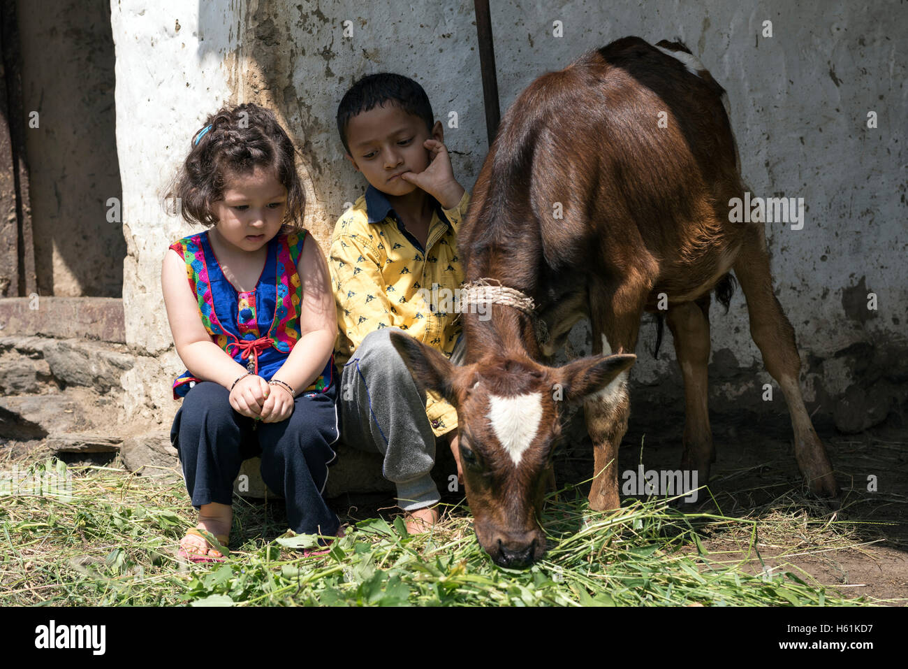 Bambina e ragazzo di vitello di alimentazione con l'erba. Foto Stock