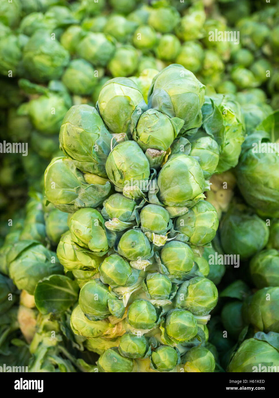 I cavoletti di Bruxelles in vendita presso la città di mercato (104 Street Market) in Edmonton, Alberta, Canada. Foto Stock