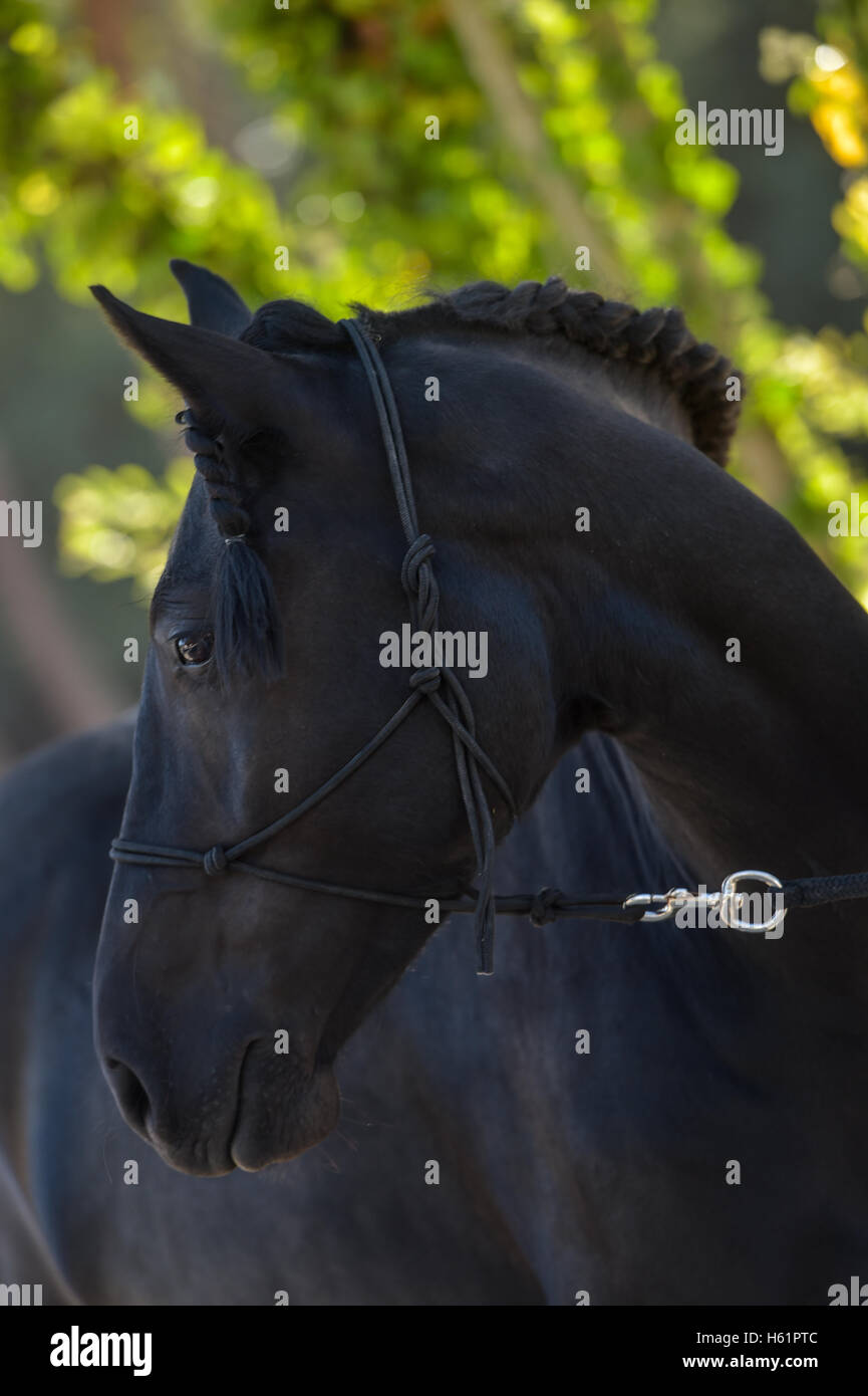 Cavallo nero ritratto isolato su sfondo verde all'aperto, Francia Foto Stock