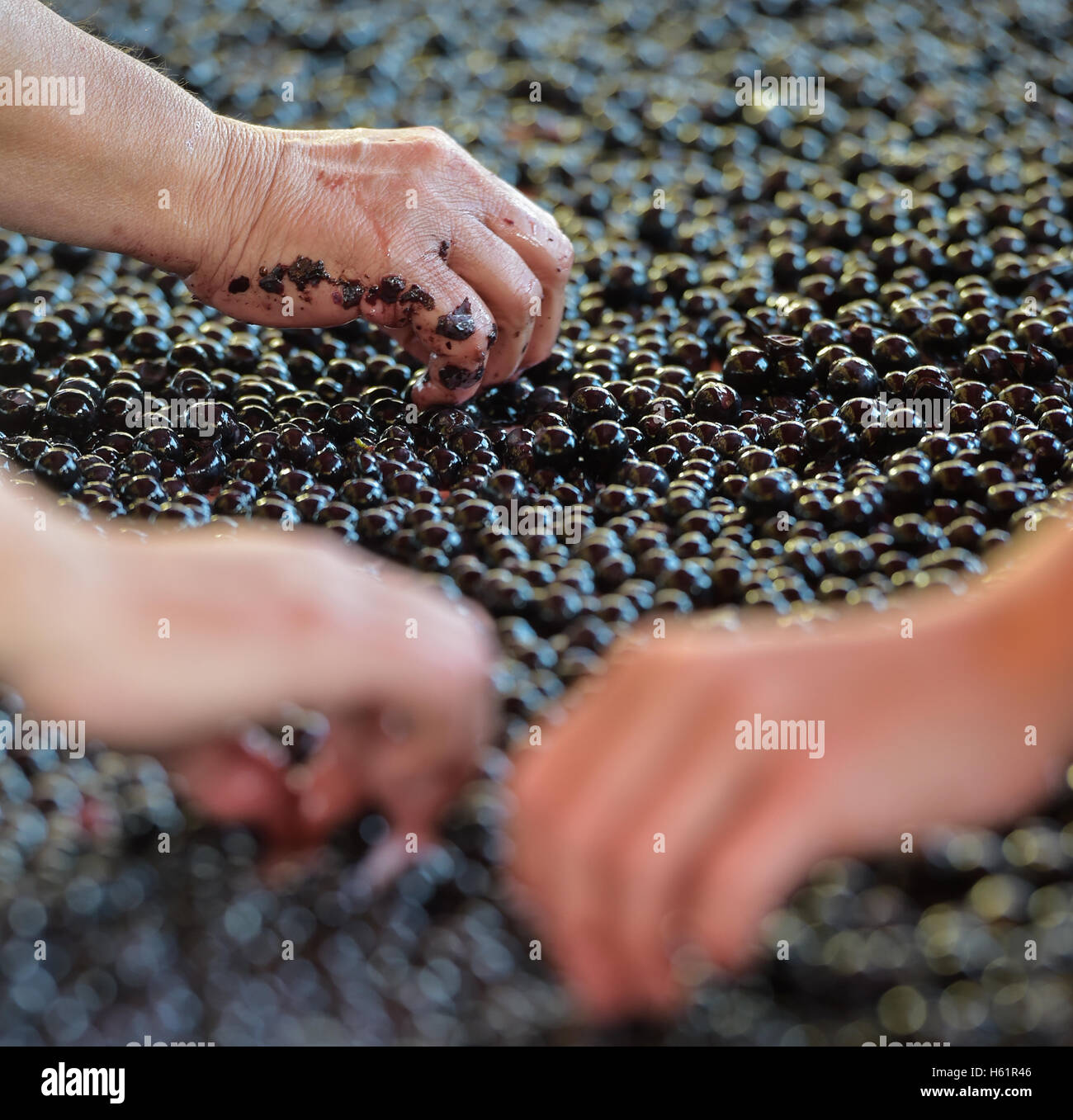 Vendemmia uva rossa bay sul tavolo di cernita, Francia Foto Stock