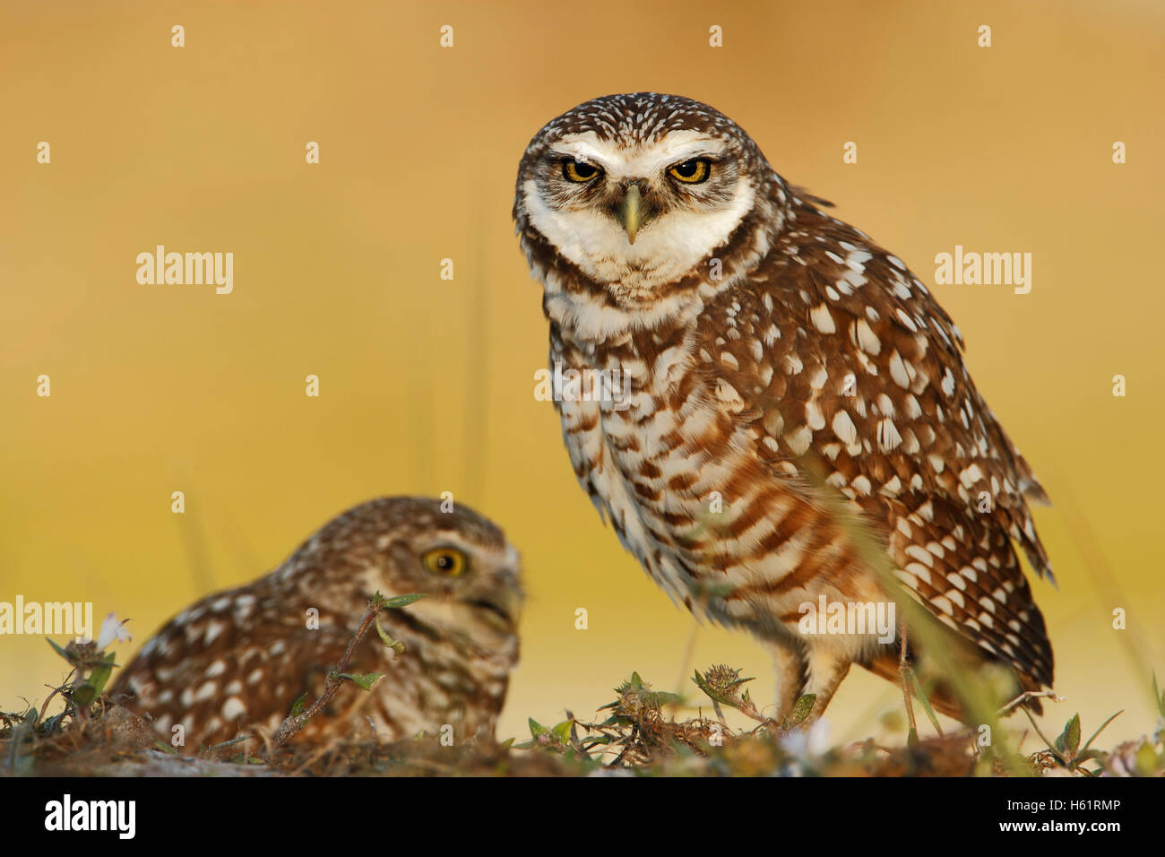 Scavando la civetta (Athene cunicularia floridana) Guardando nella fotocamera, Cape Coral, Florida, Stati Uniti d'America Foto Stock