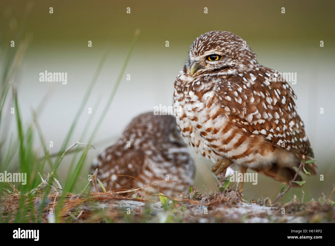 Scavando la civetta (Athene cunicularia floridana) guardando a sinistra, Cape Coral, Florida, Stati Uniti d'America Foto Stock