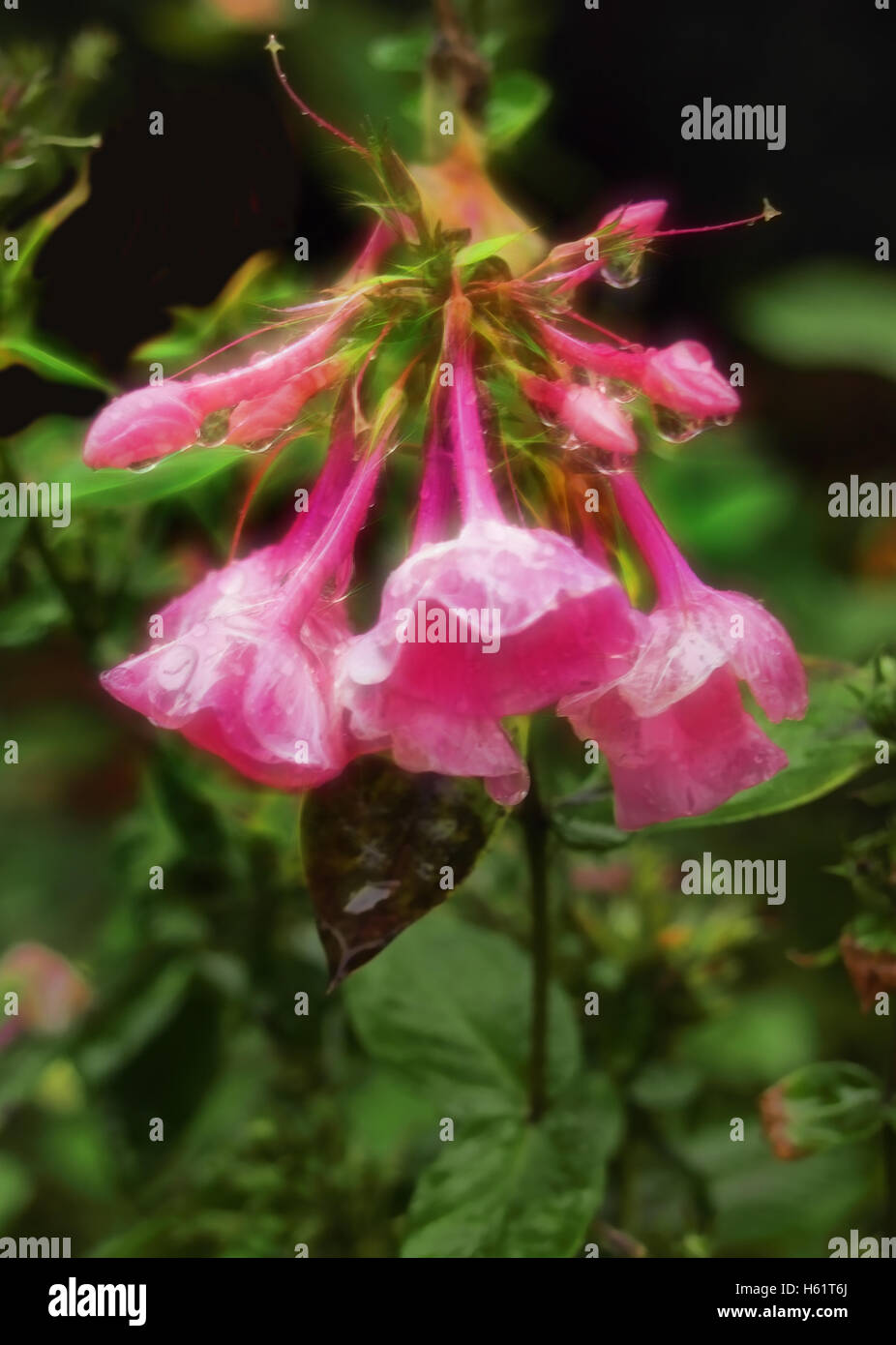 Rosa phlox appassimento dopo un acquazzone in autunno Foto Stock