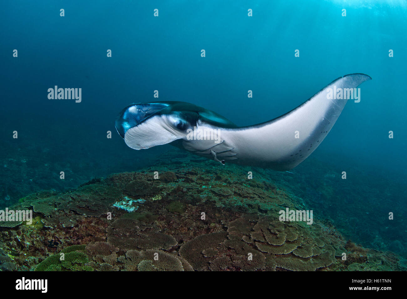 Sole splende su manta ray sulla barriera corallina. Foto Stock