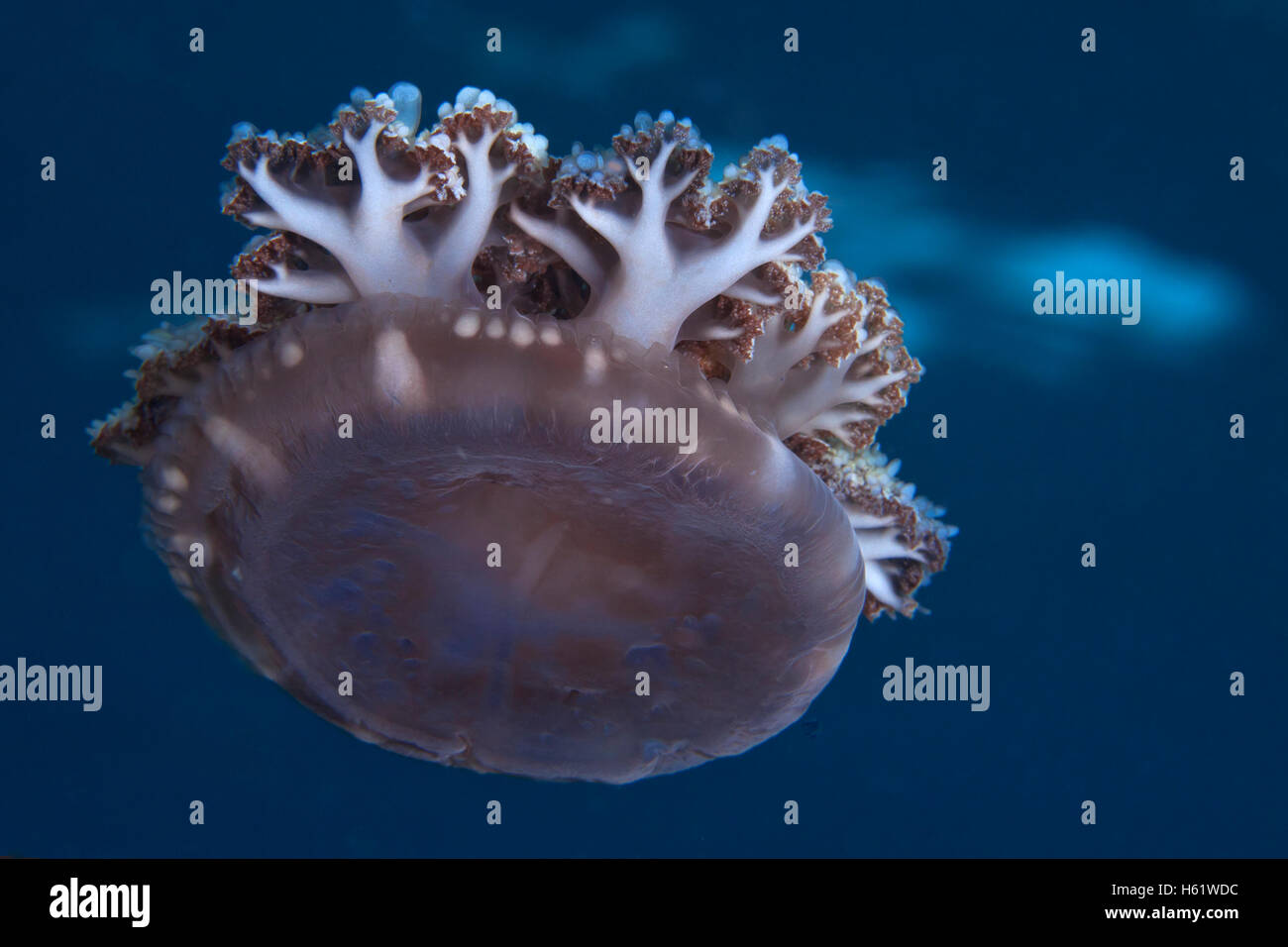 Sottosopra Medusa non ha i tentacoli derive con correnti oceaniche. Foto Stock
