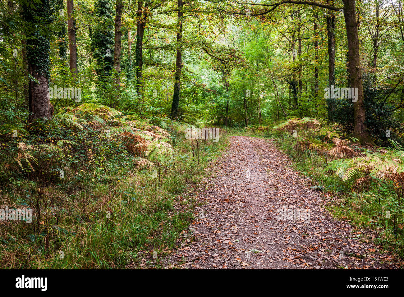 Percorso del bosco attraverso la Foresta di Dean, nel Gloucestershire. Foto Stock