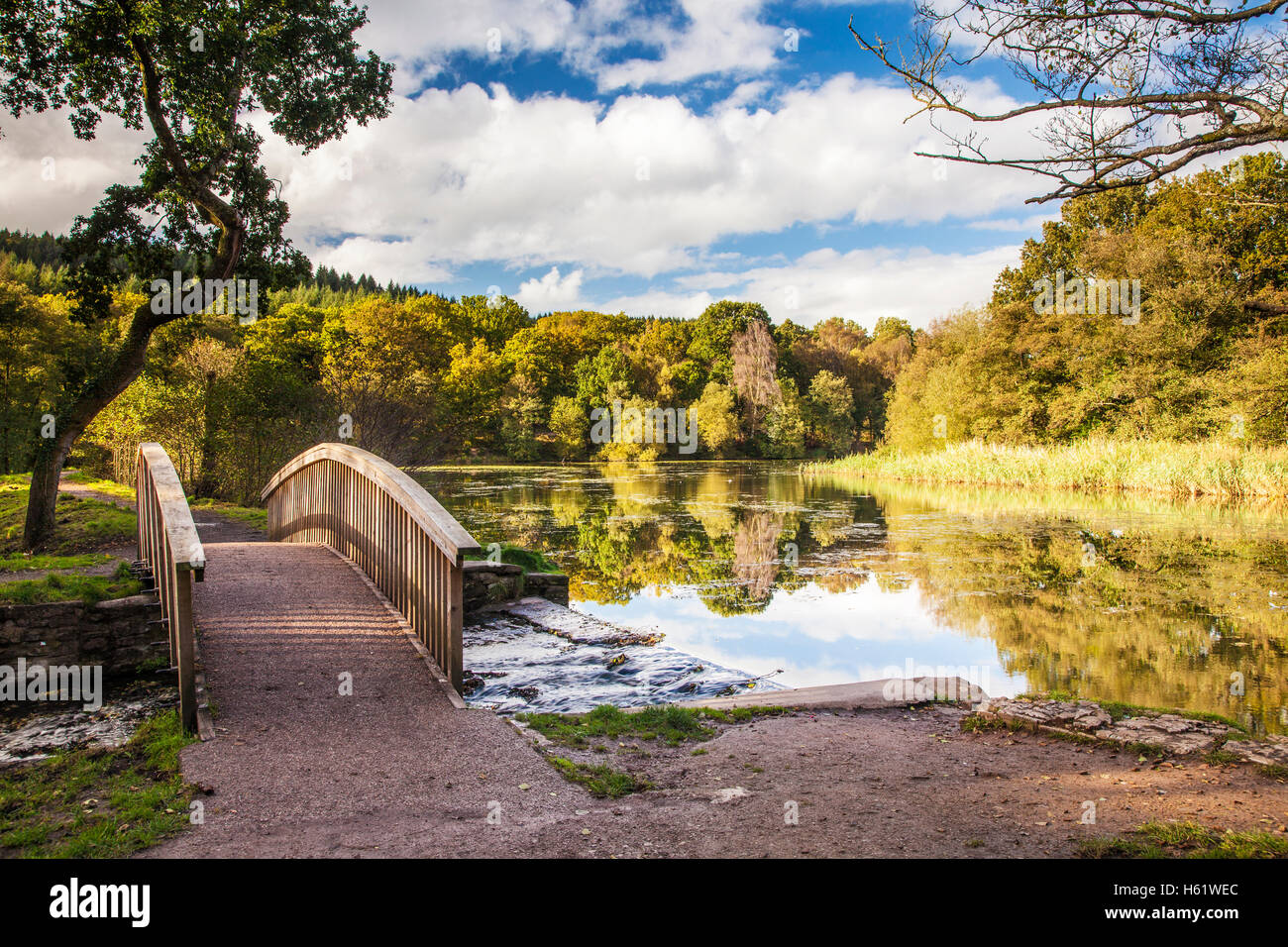 Stagni Cannop nella Foresta di Dean, nel Gloucestershire. Foto Stock