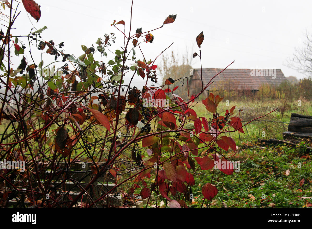 Colori d'autunno in campagna,croazia,l'Europa,1 Foto Stock