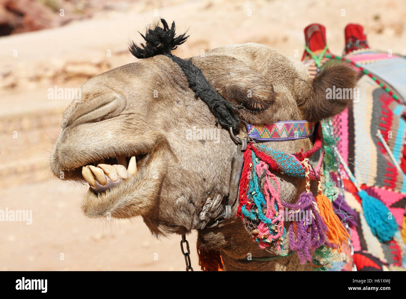 Camel nella roccia città di Petra, Giordania Foto Stock