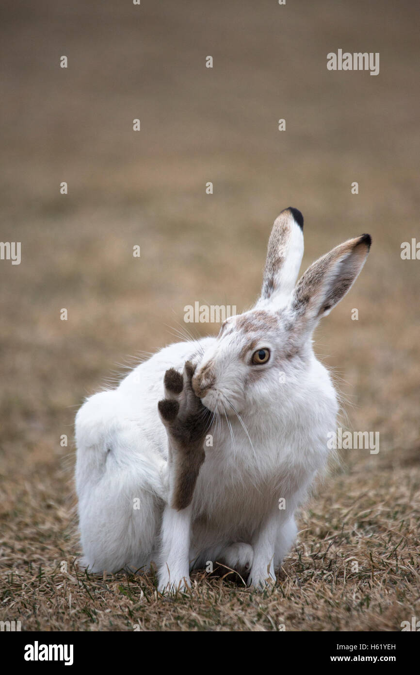 White Tailed Jackrabbit (Lepus townsendi) toelettatura del piede Foto Stock