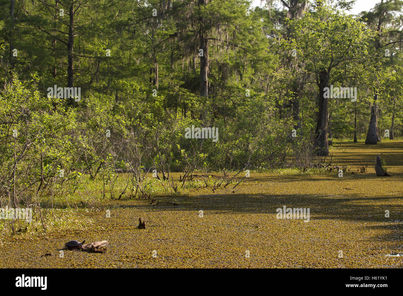 Louisiana bayou, acqua superficie coperta da Salvinia, una pianta invasiva. La tartaruga in primo piano. Foto Stock