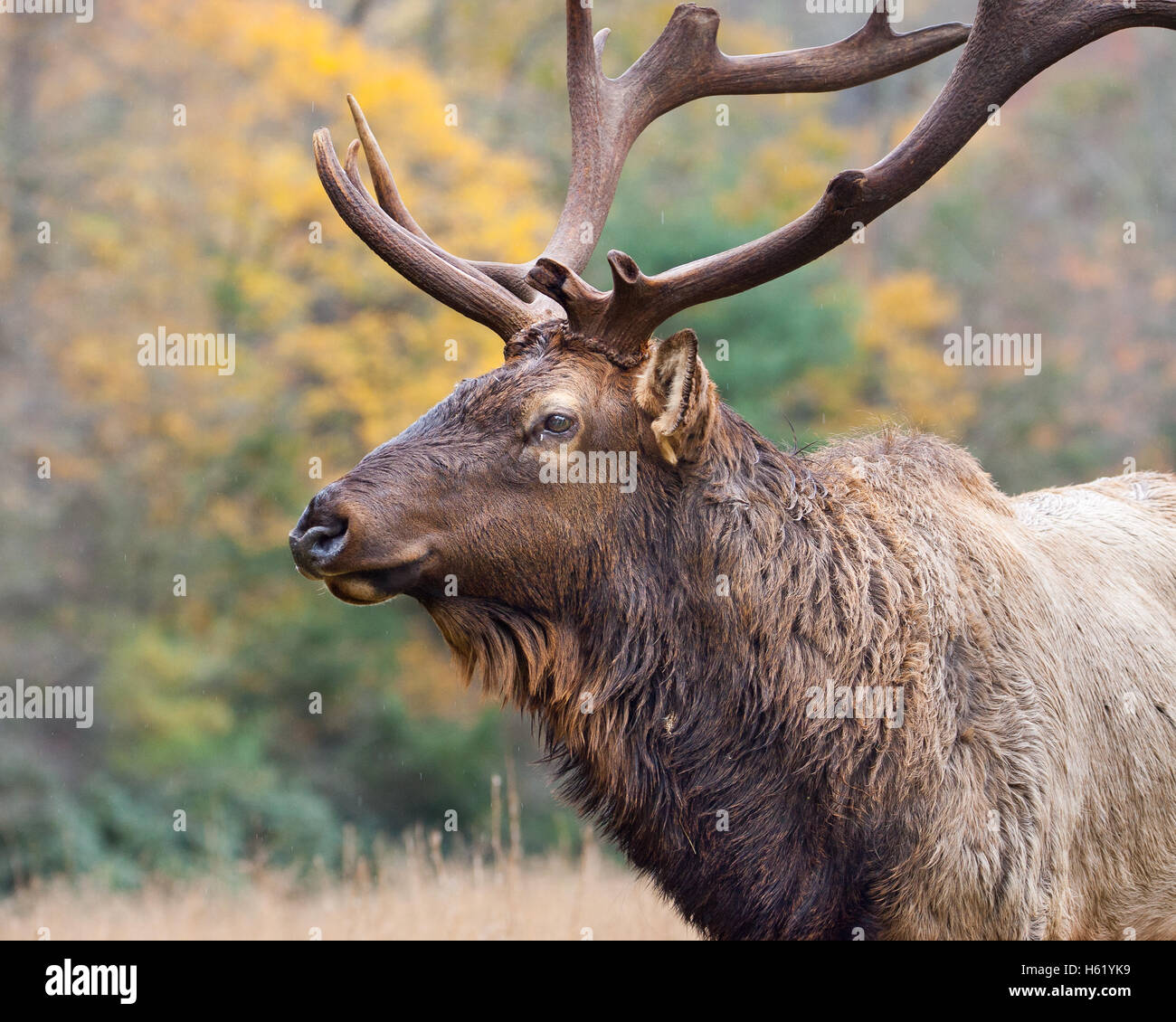 La alfa bull elk del più grande allevamento nella valle Cataloochee. Foto Stock