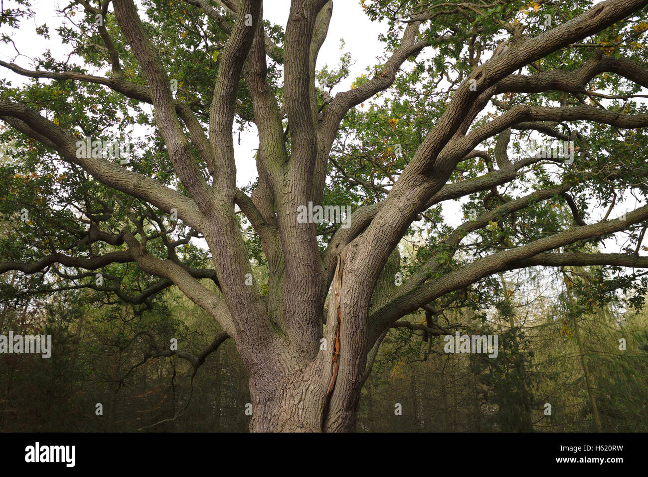 La corona di un antica quercia nel Parco Panshanger, Hertfordshire, Inghilterra, Regno Unito Foto Stock