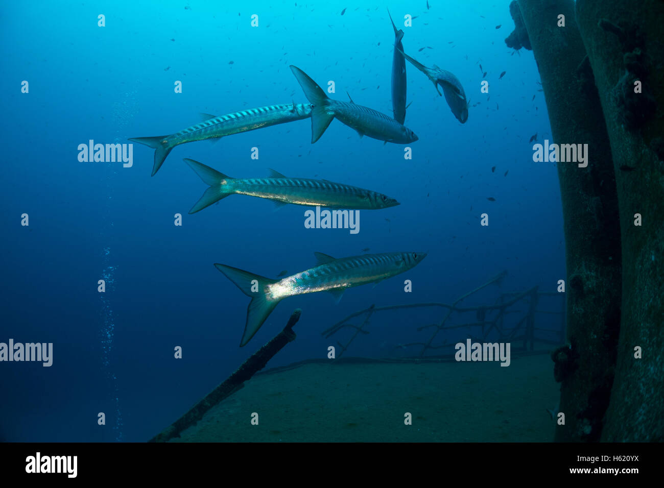 Barracuda mediterranei, Sphyraena viridensis, in Malta. Foto Stock