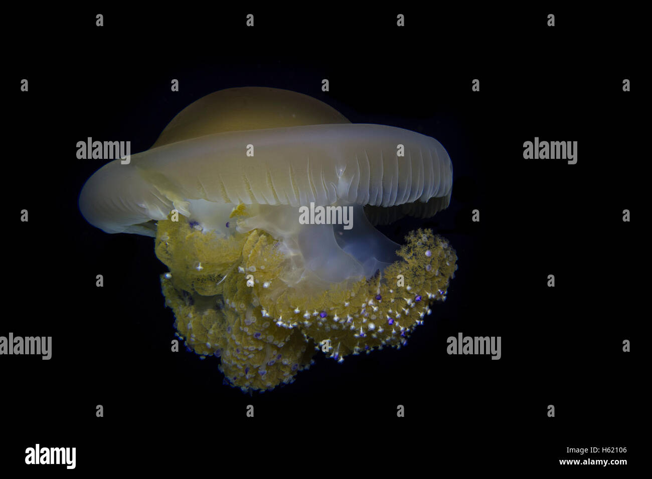 Mediterraneo uovo fritto meduse, Cotylorhiza tuberculata, da acque maltesi. Foto Stock