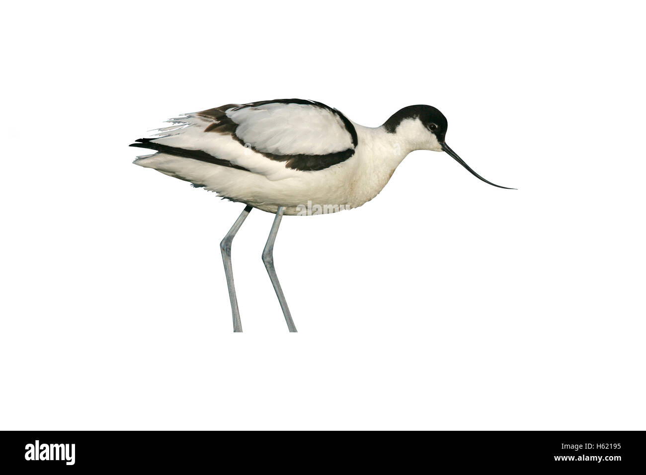 Avocet, Recurvirostra avosetta, singolo uccello mediante acqua, Texal, Olanda, Maggio 2005 Foto Stock