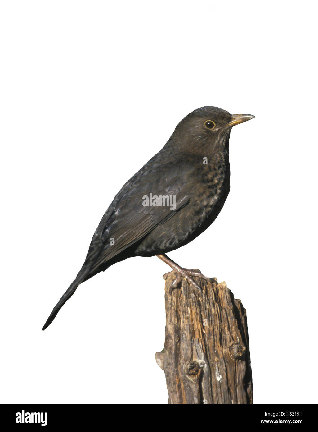 Merlo, Turdus merula, singolo uccello sul log Foto Stock