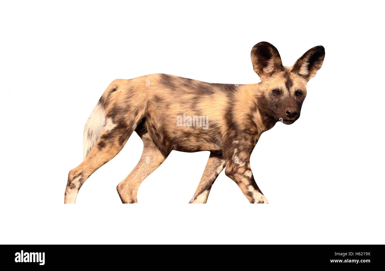 Capo africano cane da caccia, Lycaon pictus, unico mammifero, Sud Africa, Agosto 2016 Foto Stock