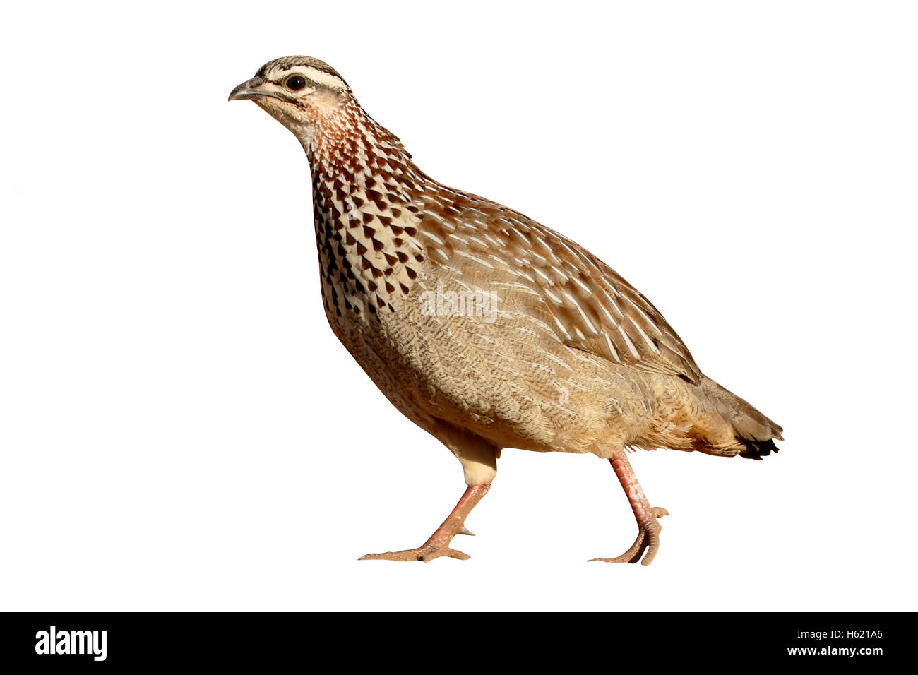 Crested francolin, Peliperdix sephaena, singolo uccello sul terreno, Sud Africa, Agosto 2015 Foto Stock