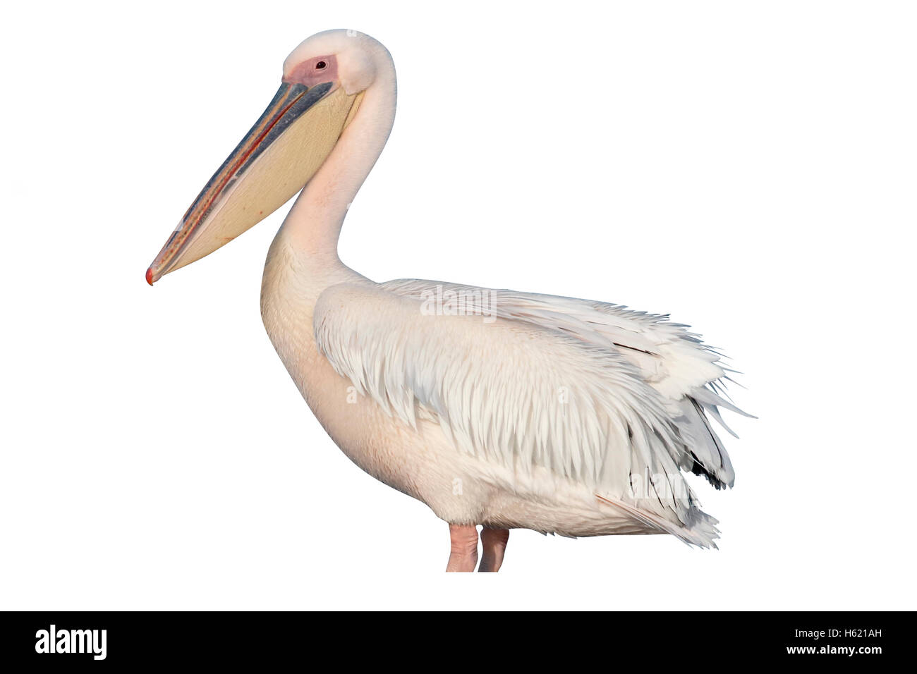Orientale-white pelican, Pelecanus onocrotalus, singolo uccello da acqua, Sud Africa, Agosto 2016 Foto Stock