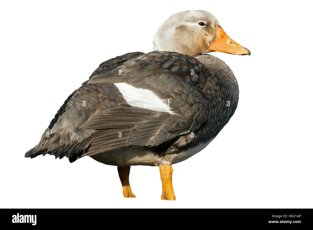 Falkland flightless streamer duck, Tachyeres brachypterus, maschio singolo da acqua, Falklands Foto Stock