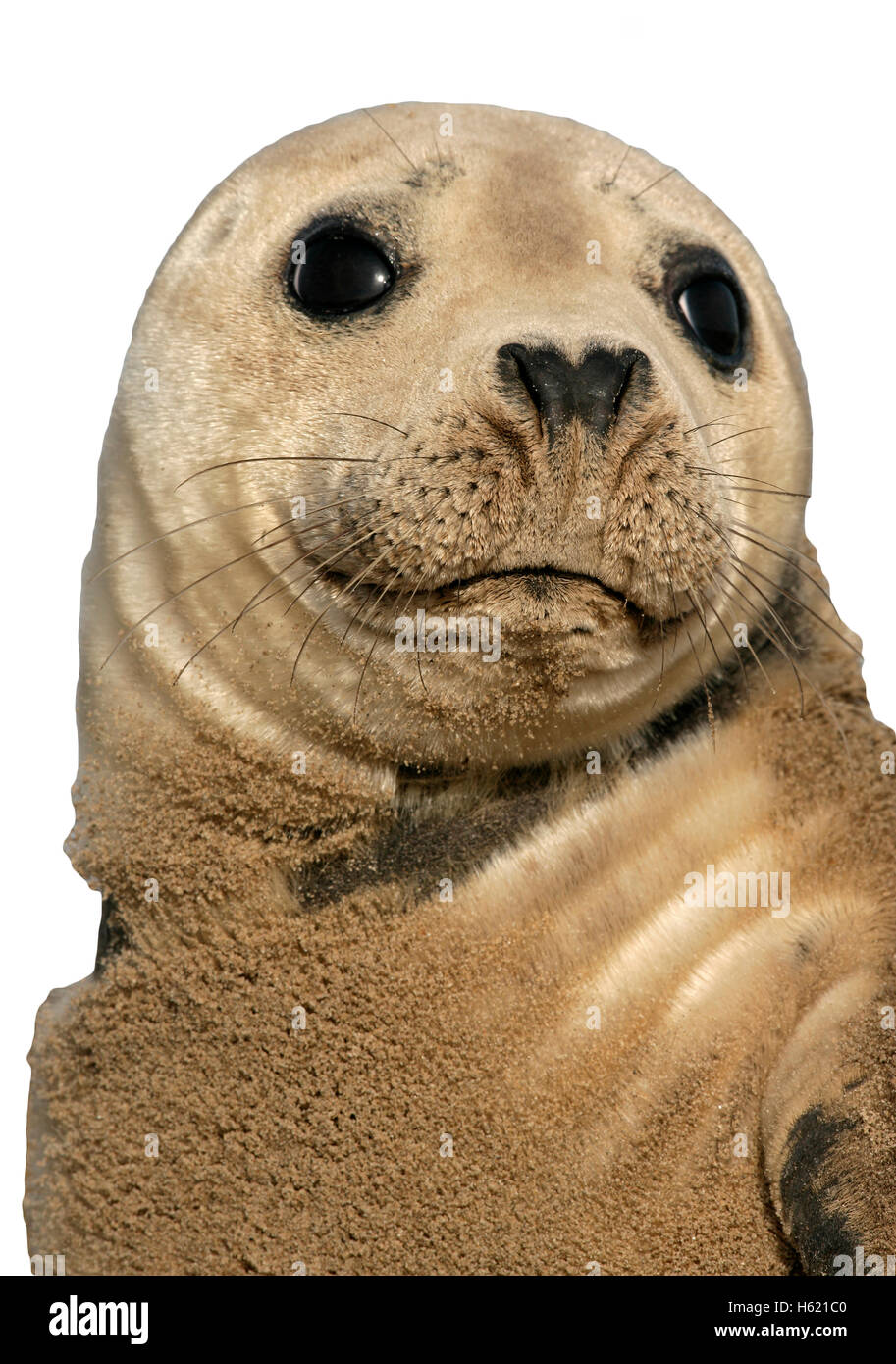 Guarnizione grigio, Halichoerus grypus, unico mammifero mediante acqua, Lincolnshire Foto Stock